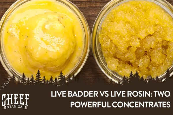 Live Badder vs Live Rosin: Comparing Two Powerful Concentrates