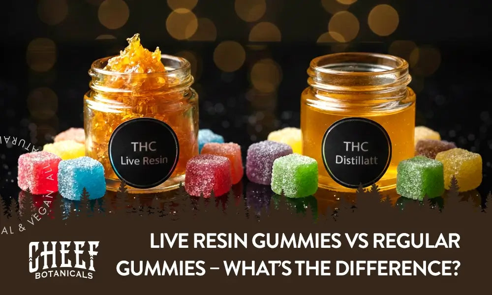 Live Resin Gummies vs Regular Gummies Featured Blog Image by Cheef Botanicals. Shows a small jar of THCa live resin and a small jar of THCa distillate both surrounded by some sugar-coated gummies.