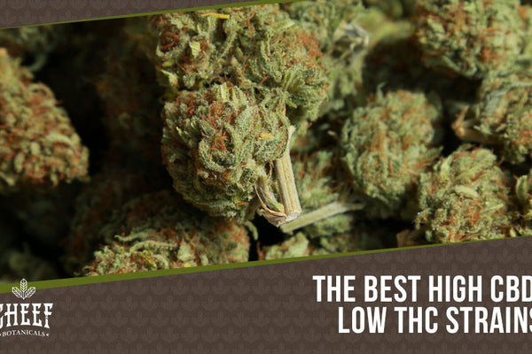 Low THC Strains - The Perfect THC/CBD Ratio for You