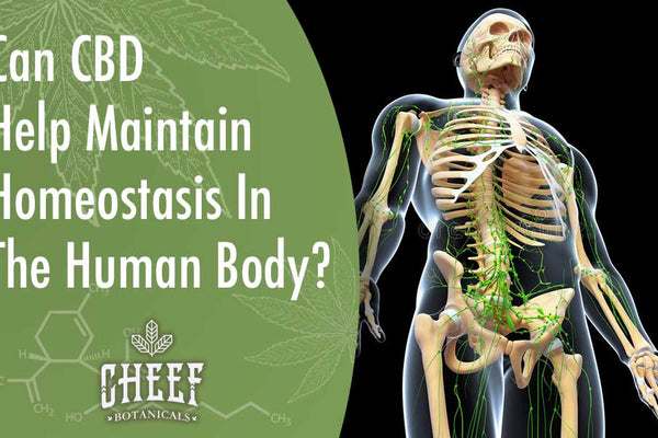 Maintaining Homeostasis in the Human Body [Can CBD Have an Impact?] 