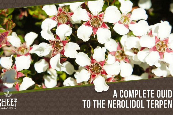 Nerolidol: A Floral Terpene With More Than Just Aromatic Benefits