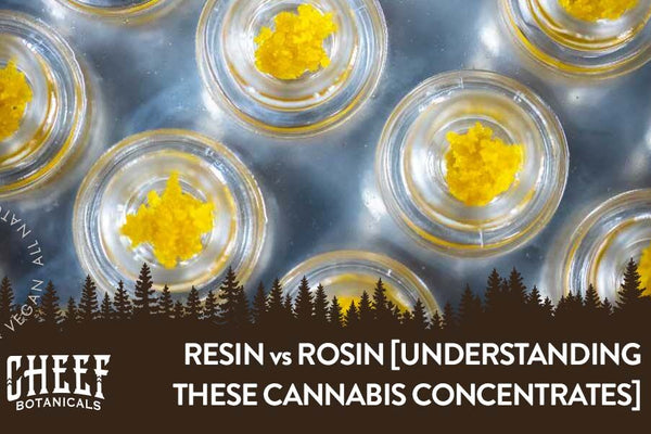 Resin vs Rosin [Understanding These Cannabis Concentrates]