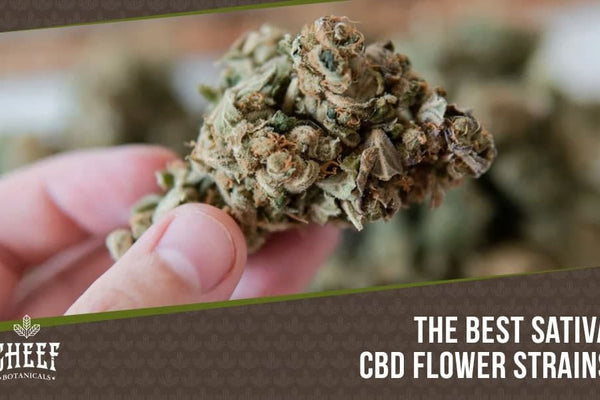 Sativa CBD Flower: Top-Shelf Strains That Are Perfect for Daytime Use