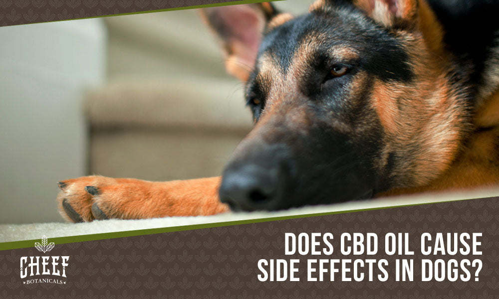 side effects of cbd oil for dogs