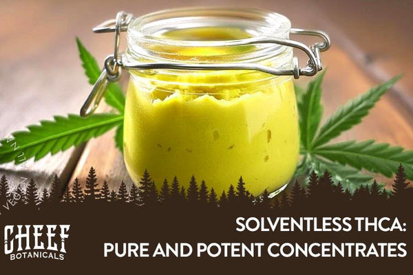 Solventless THCA: The Cleanest Dabs, Period