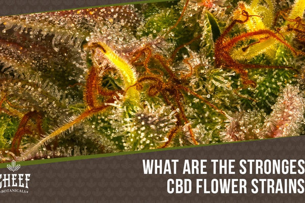 Strongest CBD Flower: The Most Potent Strains You Can Buy