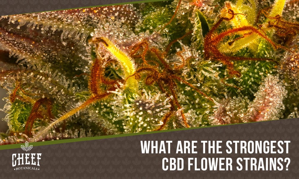 What are the strongest cbd flower strains featured image by Cheef Botanicals. Shows a magnified image of a CBD cannabis bud.