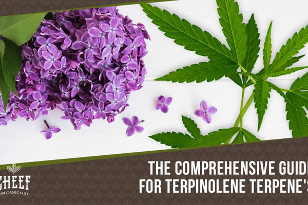Terpinolene Terpenes: Benefits, Effects & Uses REVEALED