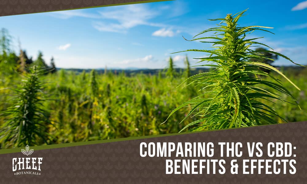 thc vs cbd