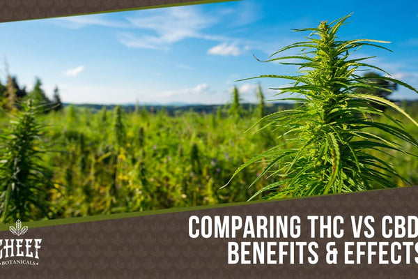 THC vs CBD [Identifying the Differences + Benefits and Effects]
