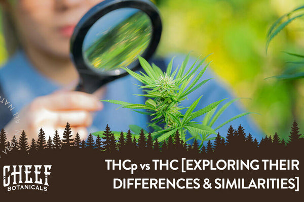 THCp vs THC [Find Out Which Cannabinoid Reigns Supreme]