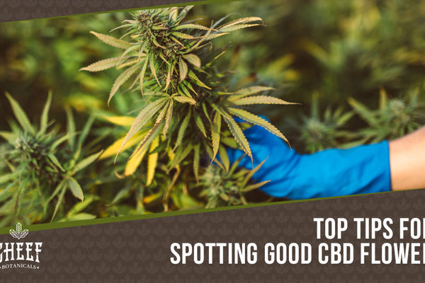 What Does Good CBD Flower Look Like? [And What to Avoid]