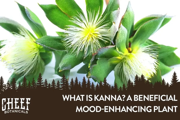 What Is Kanna? A Beneficial Mood-Enhancing Plant