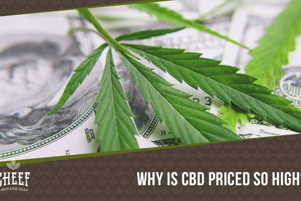 Why Is CBD So Expensive? The Full Breakdown of Cannabidiol Production
