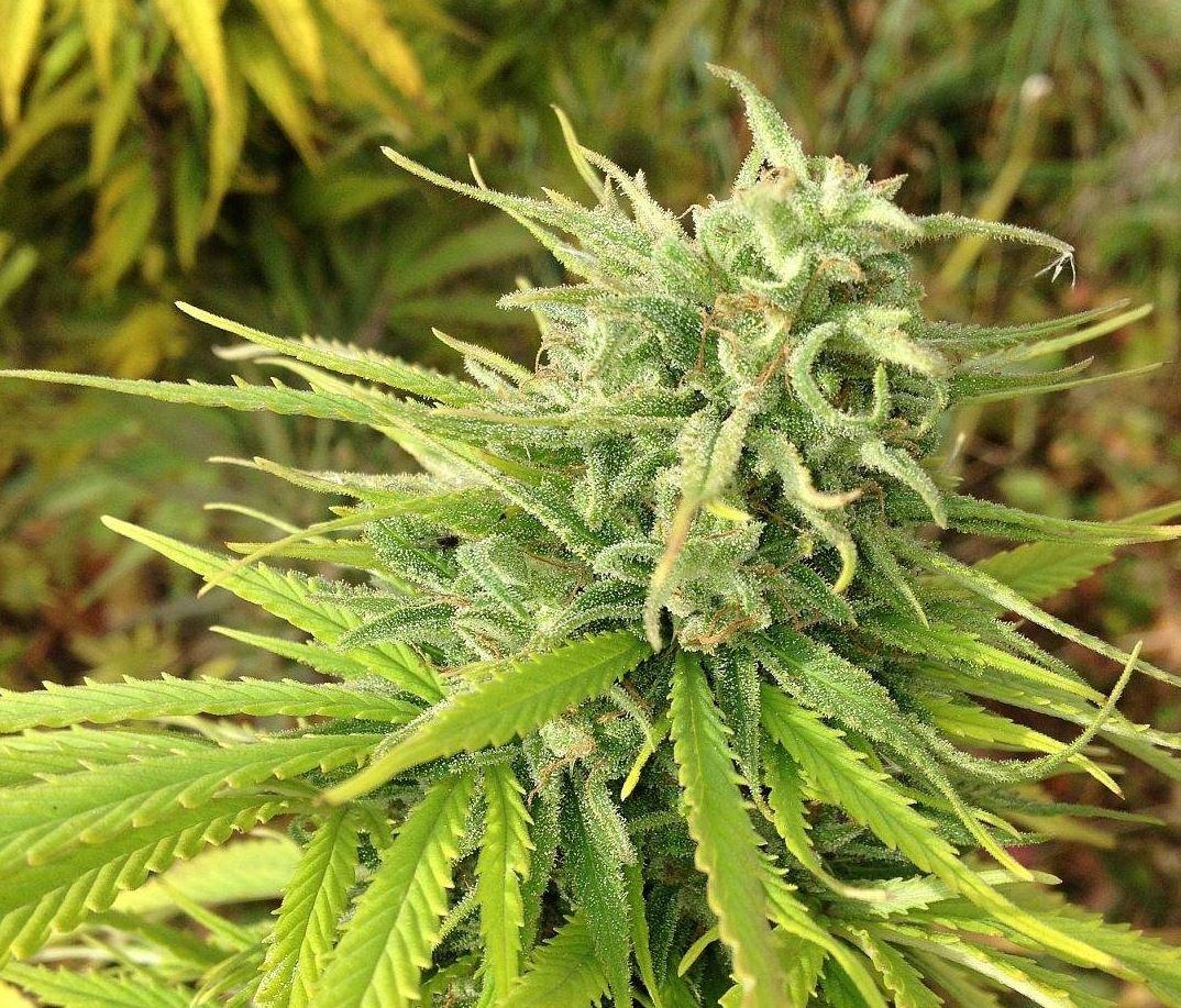 Durban Poison Seeds Autoflower - Fly High Seeds