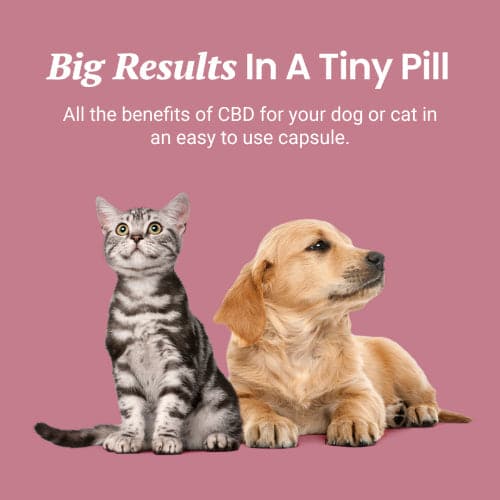 CBD Capsules for Dogs and Cats - HolistaPet