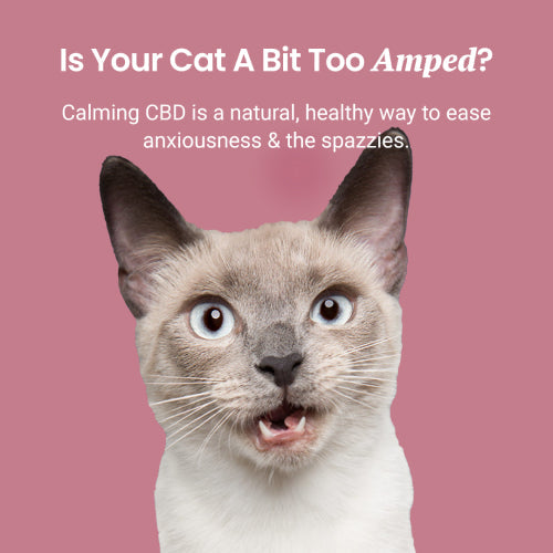 Chicken Flavored CBD Oil for Cats - HolistaPet
