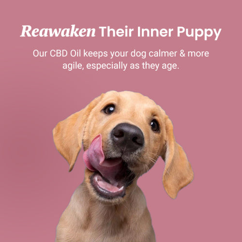Salmon Flavored CBD Oil For Dogs - HolistaPet
