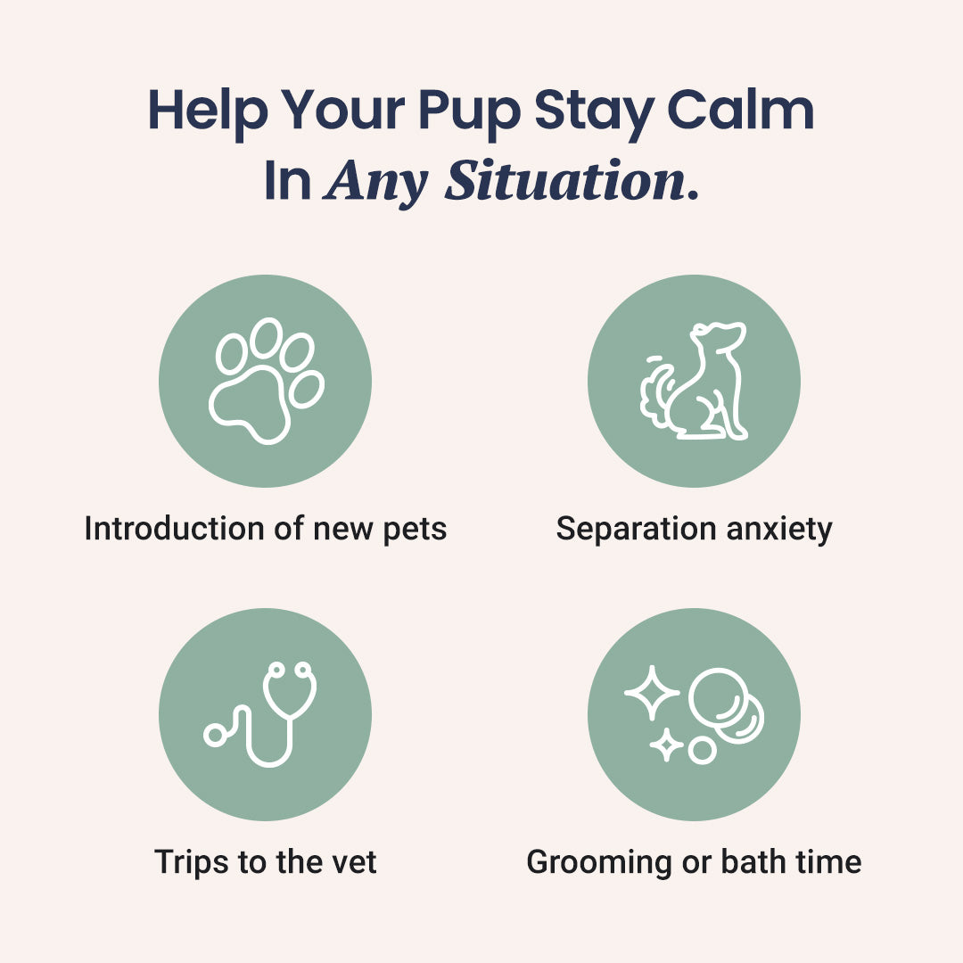 CBD Calming Chews for Dogs - HolistaPet