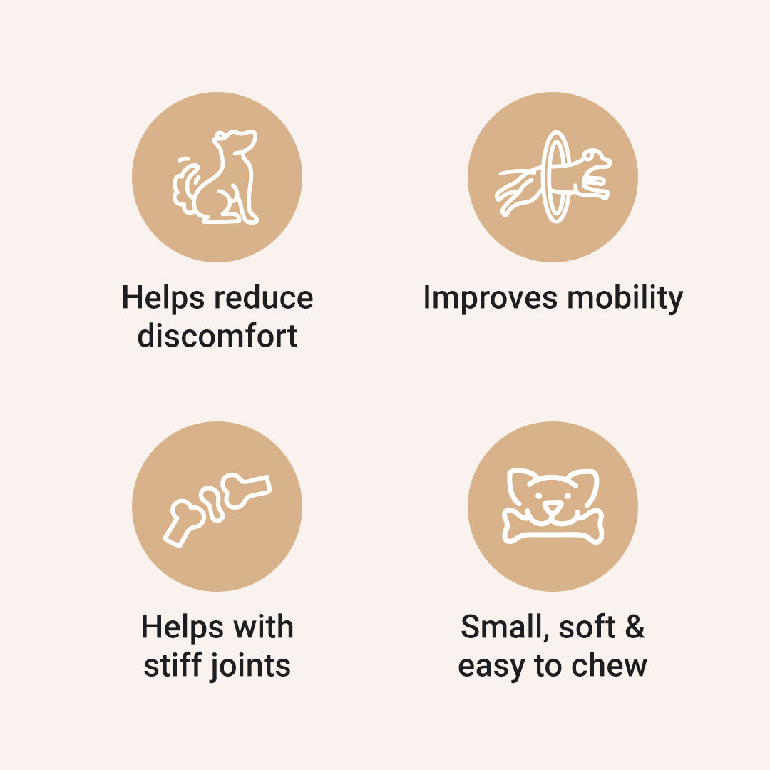 CBD Mobility Chews for Dogs - HolistaPet
