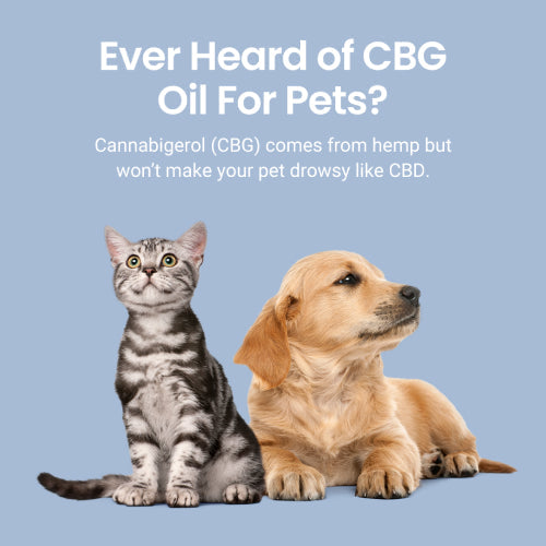 CBG Oil for Dogs and Cats - HolistaPet