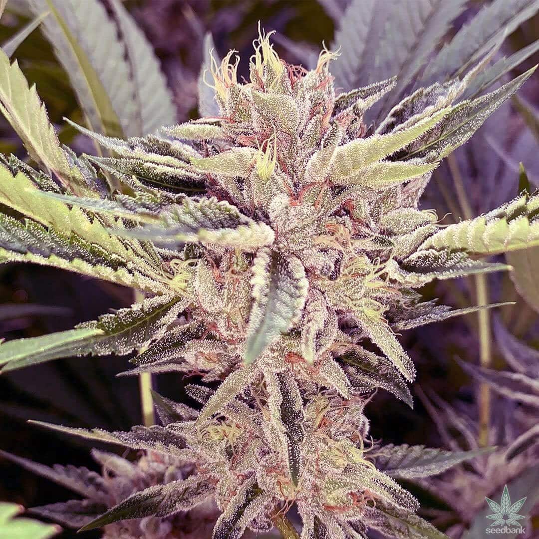 Cookies Seeds Feminized - Fly High Seeds