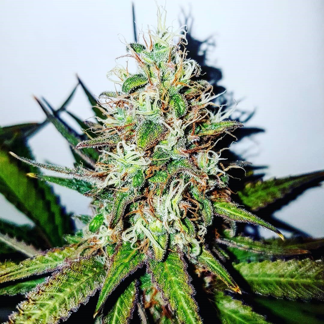 Cookies Seeds Feminized - Fly High Seeds