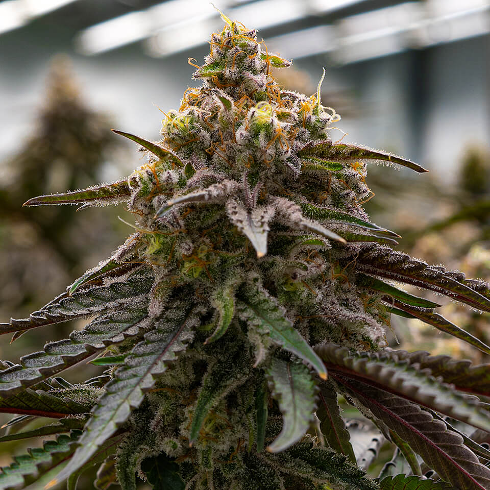 MAC 1 Seeds CBM-FEMinized - Fly High Seeds