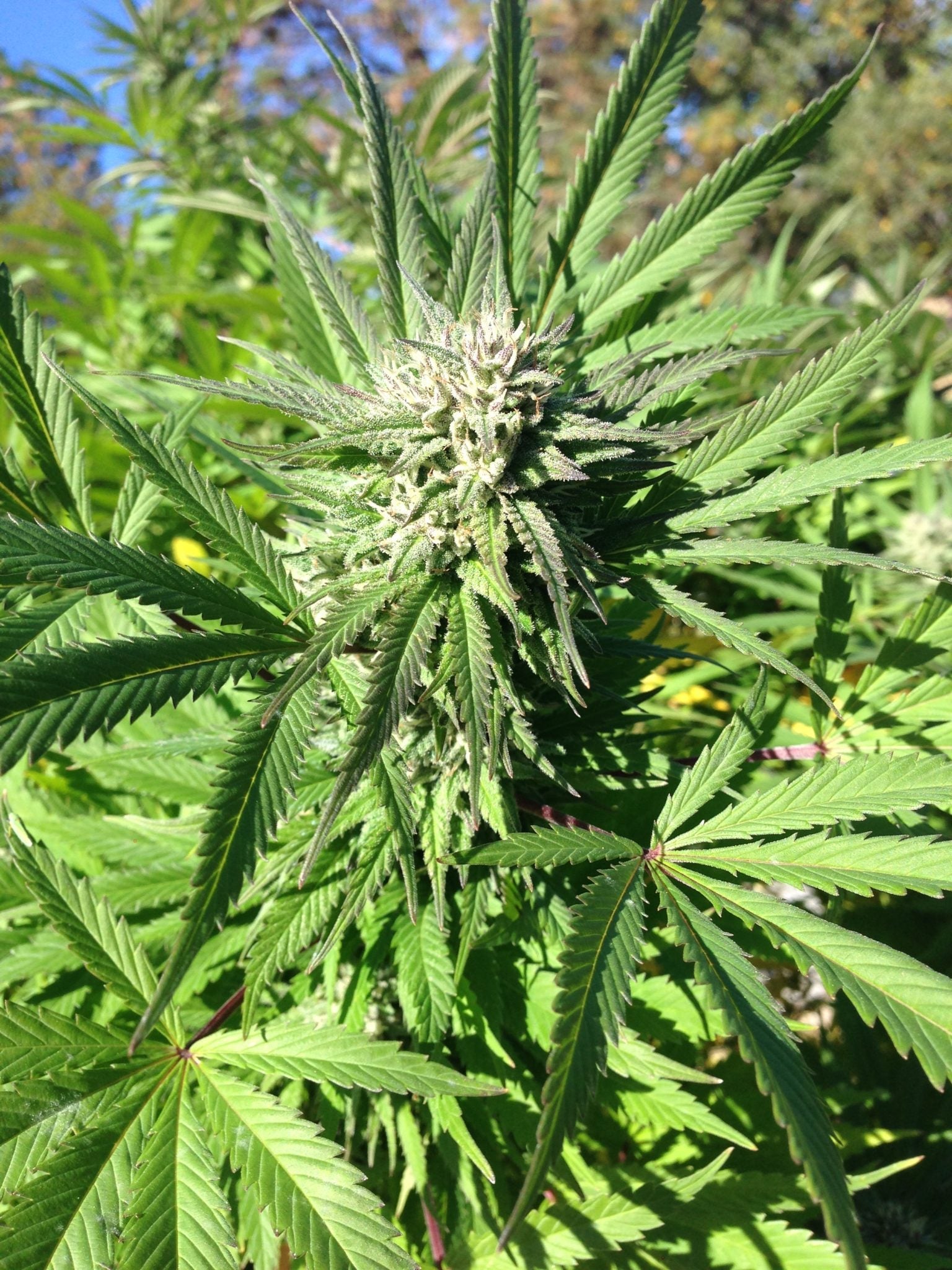 Durban Poison Seeds Autoflower - Fly High Seeds