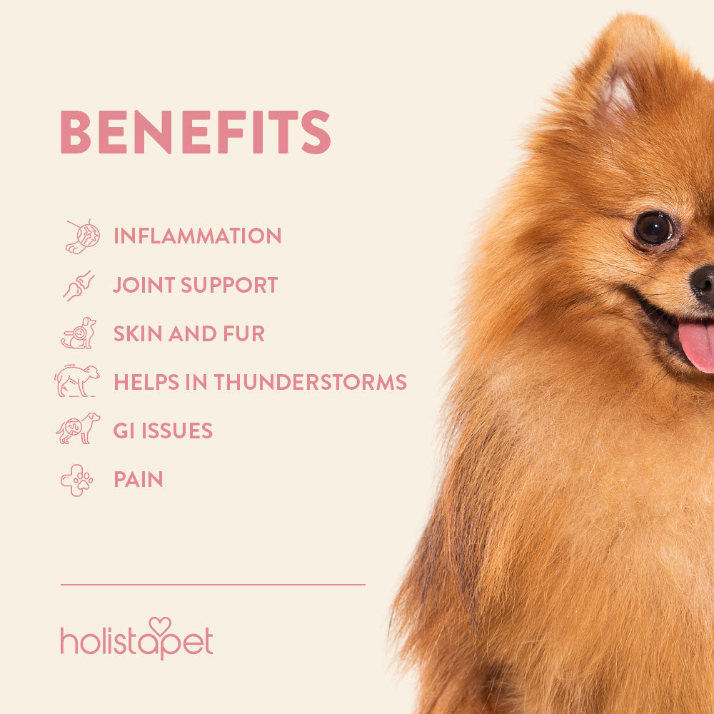 Chicken Flavored CBD Oil For Dogs - HolistaPet
