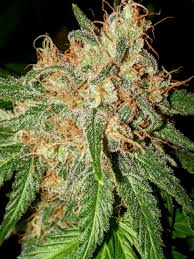 OG Kush Seeds CBM-FEMinized - Fly High Seeds