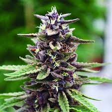 Purple Kush Seeds CBM-CBM-AUToflower - Fly High Seeds