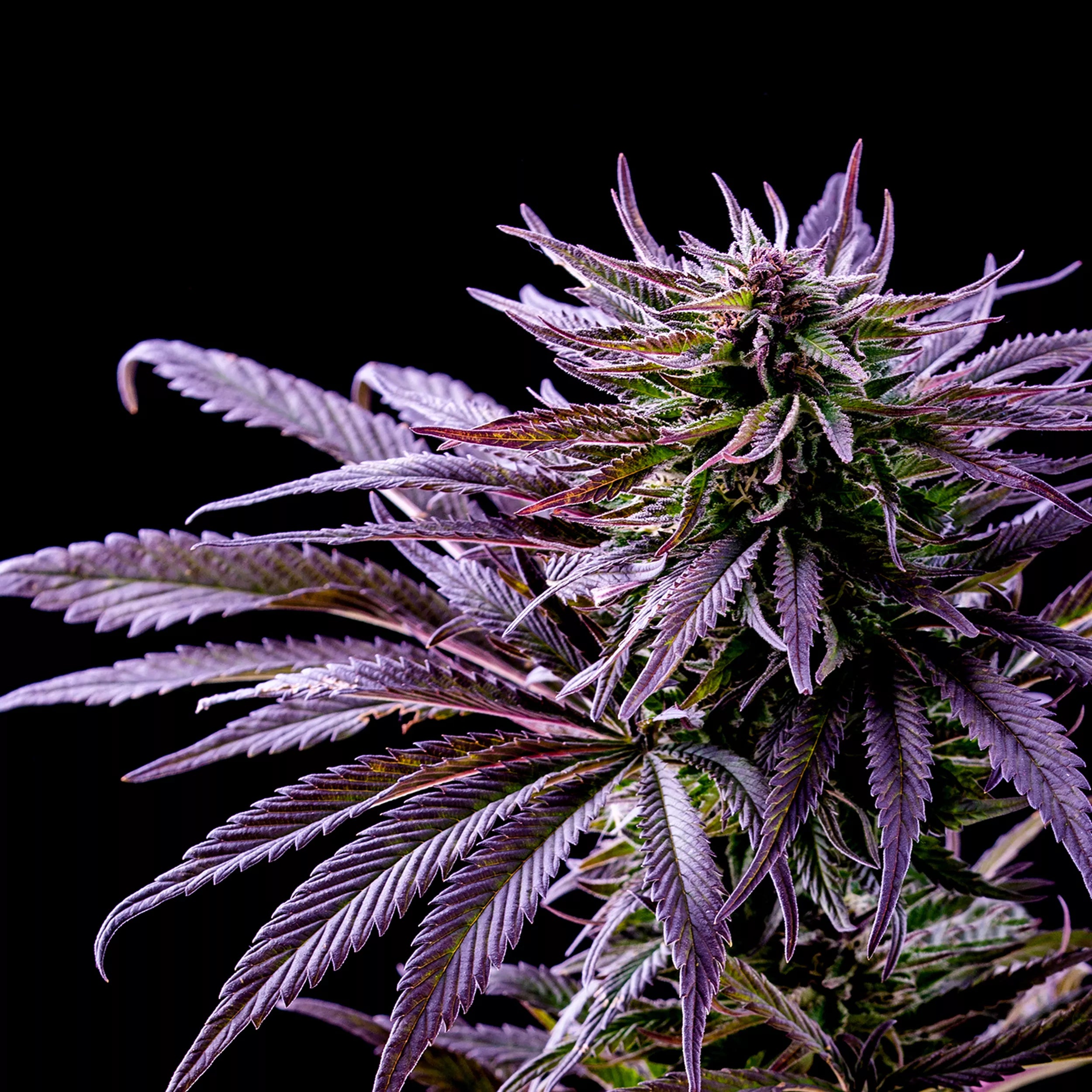 Purple Kush Seeds CBM-CBM-AUToflower - Fly High Seeds