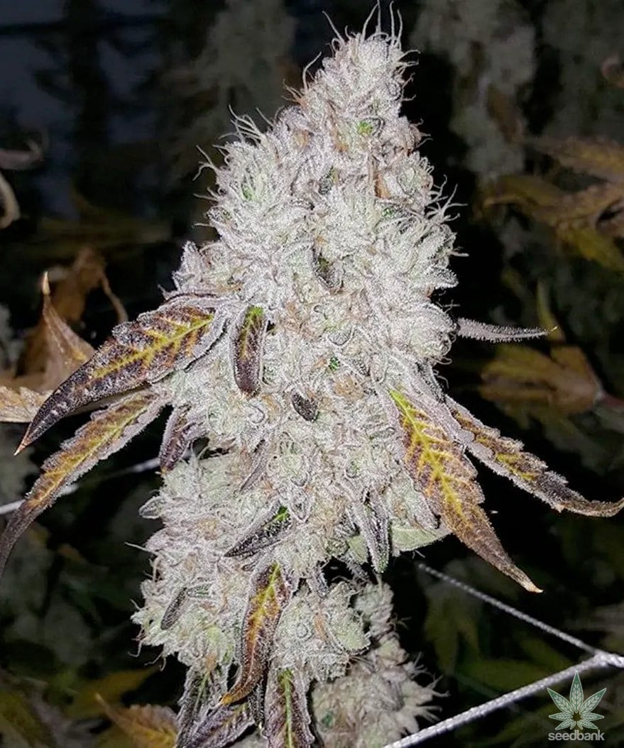 Wedding Cake Seeds CBM-CBM-AUToflower - Fly High Seeds
