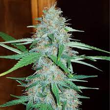 White Widow Seeds CBM-FEMinized - Fly High Seeds
