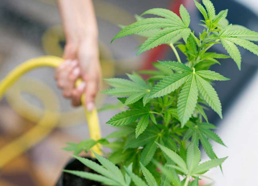 Watering Cannabis Plants
