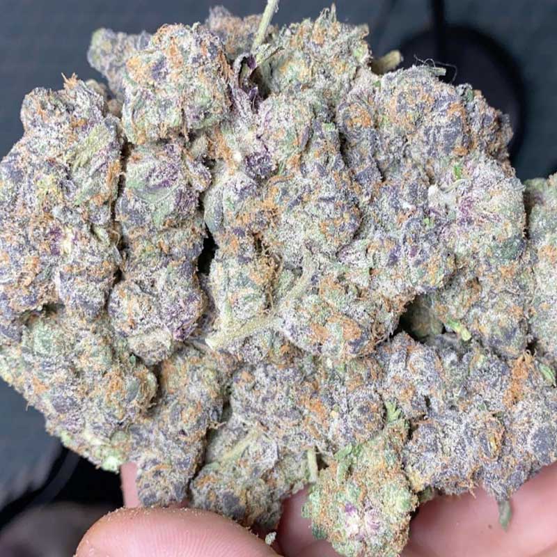 Apple fritter bud close up