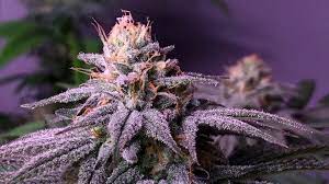 Purple Urkle Seeds CBM-FEMinized - Fly High Seeds