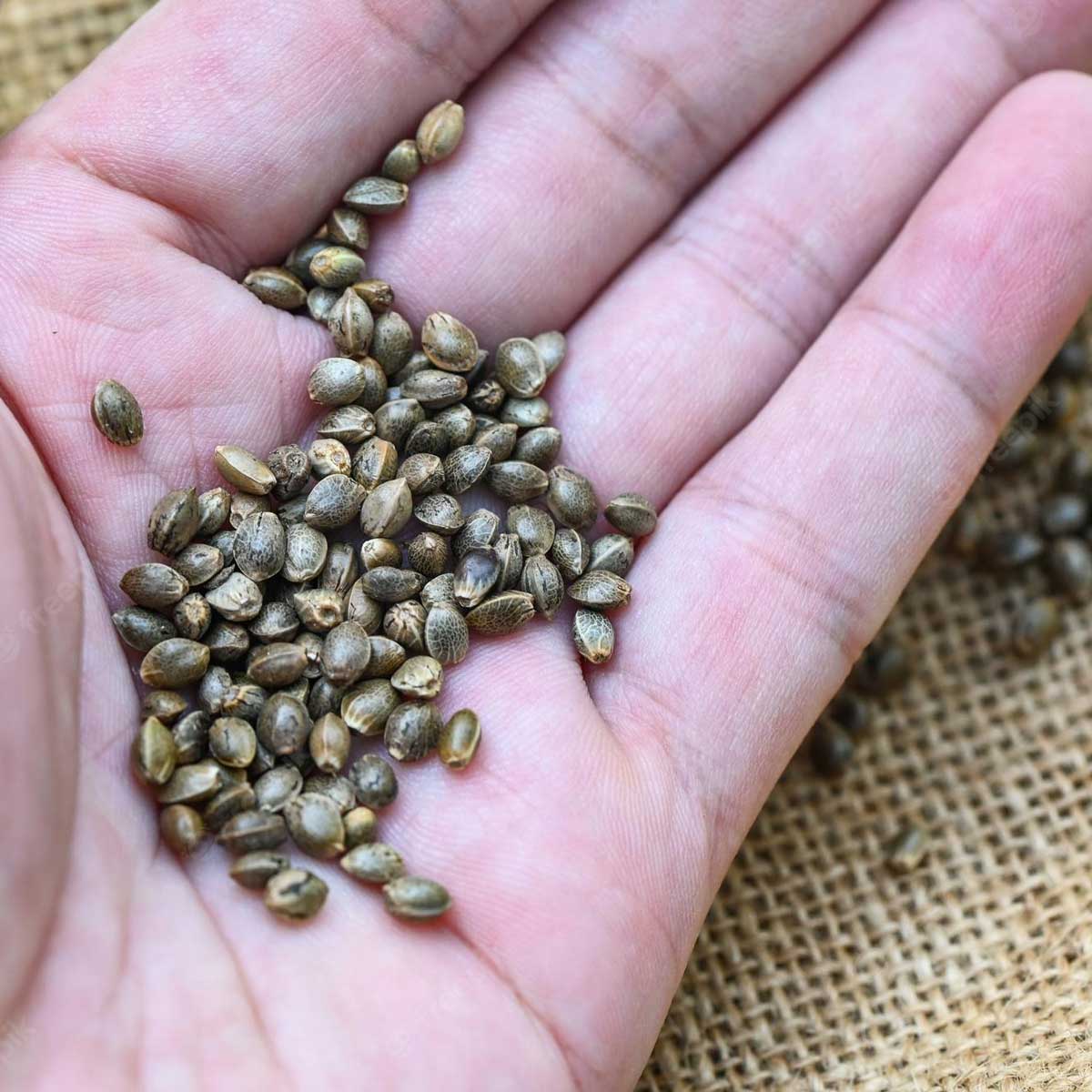 seeds in hand