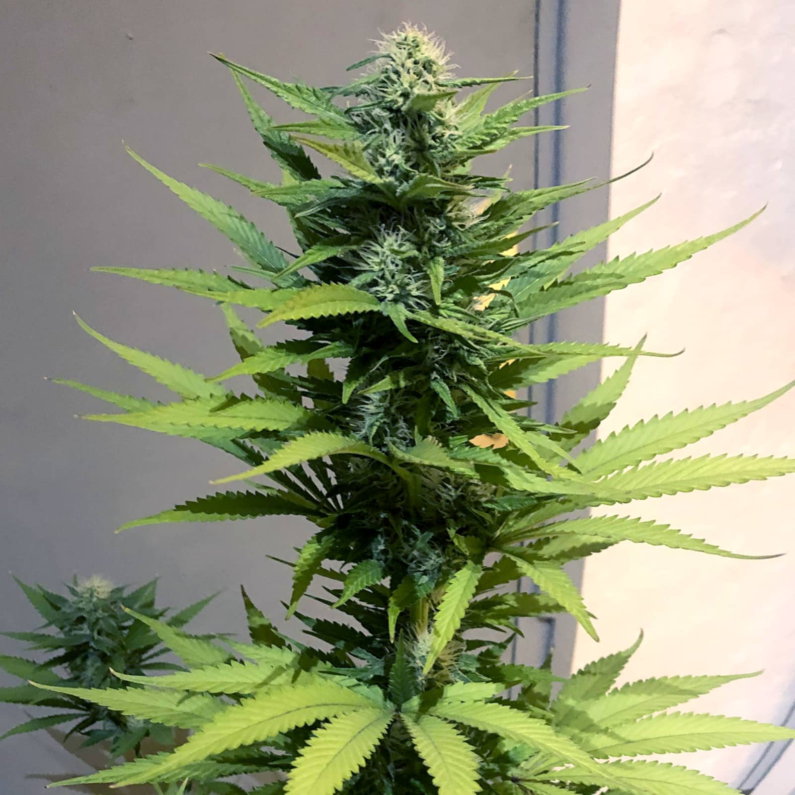Jack Herer Seeds CBM-FEMinized - Fly High Seeds