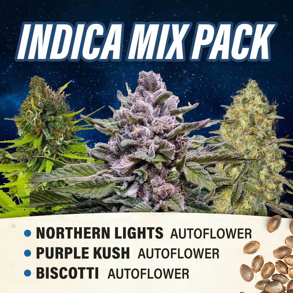 Indica Mix Pack Autoflower