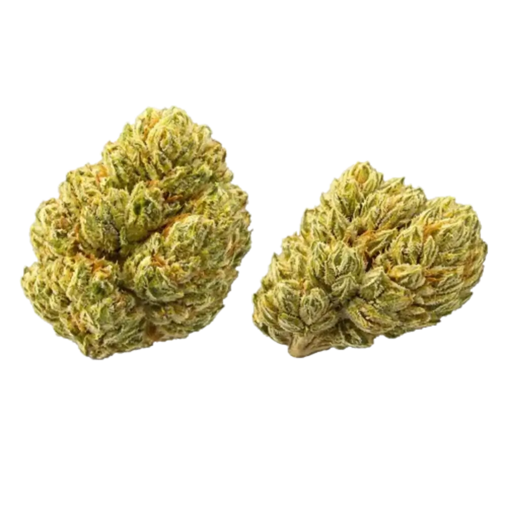 Two green cannabis buds on a white background
