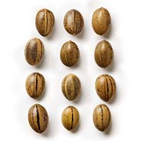 Baking Mix Pack - Feminized - Fly High Seeds