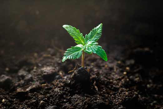 small feminized seeds seedling