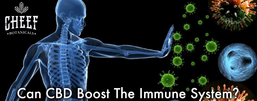 Can CBD Boost your immune system