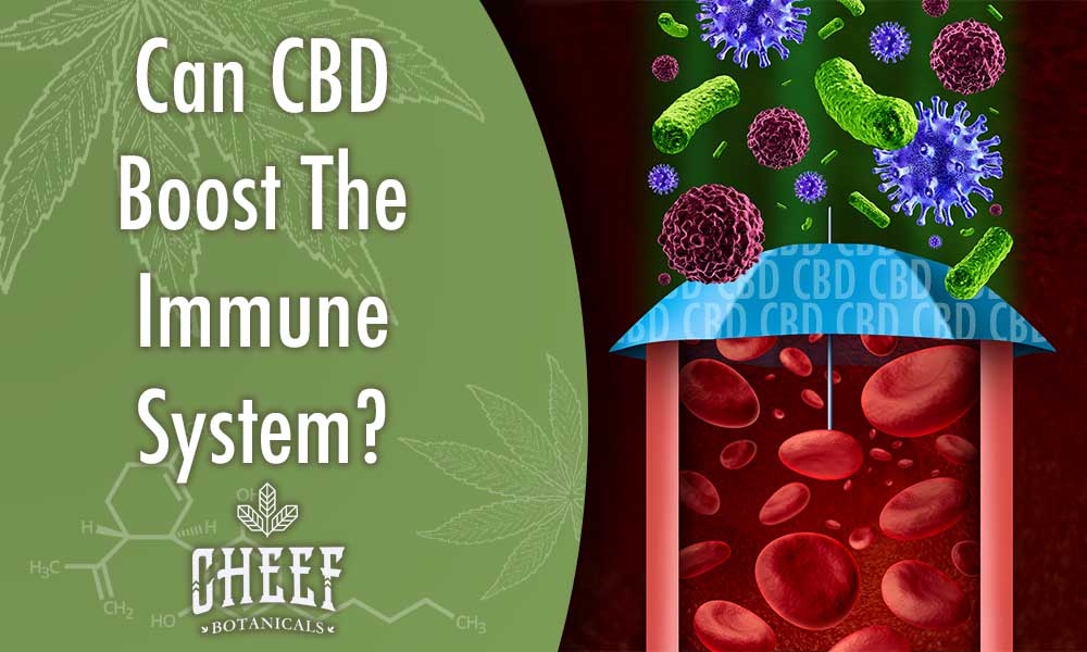cbd immune system