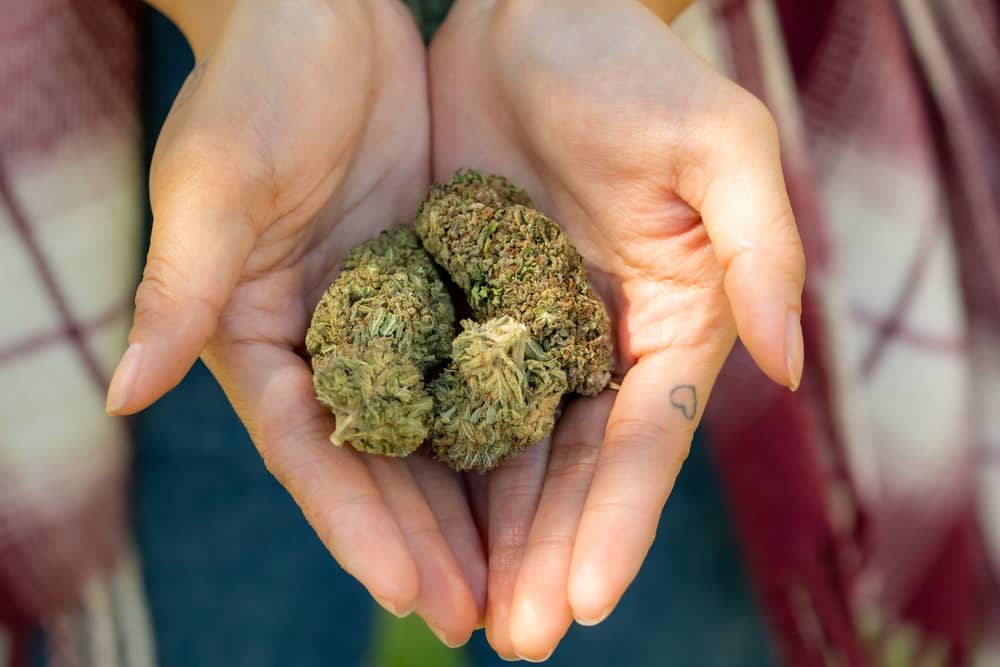 open hands holding hemp buds