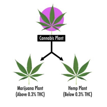 cannabis marijuana hemp flowchart