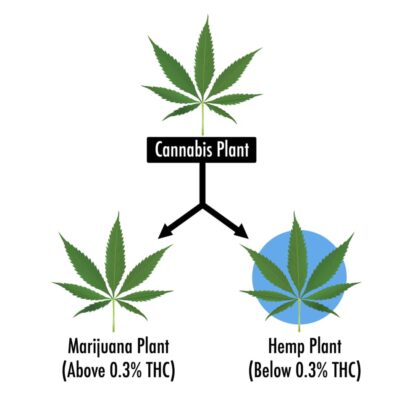 hemp marijuana cannabis flower chart