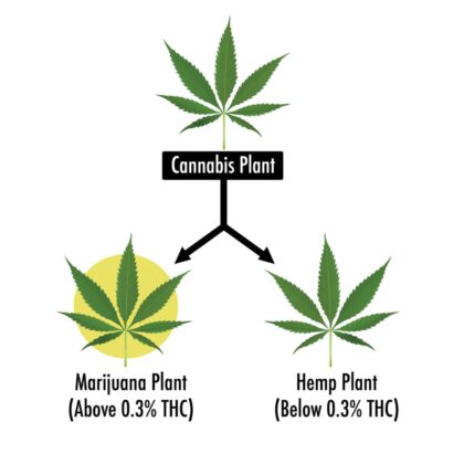 marijuana hemp cannabis flowchart buds